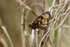 Chlosyne definita
