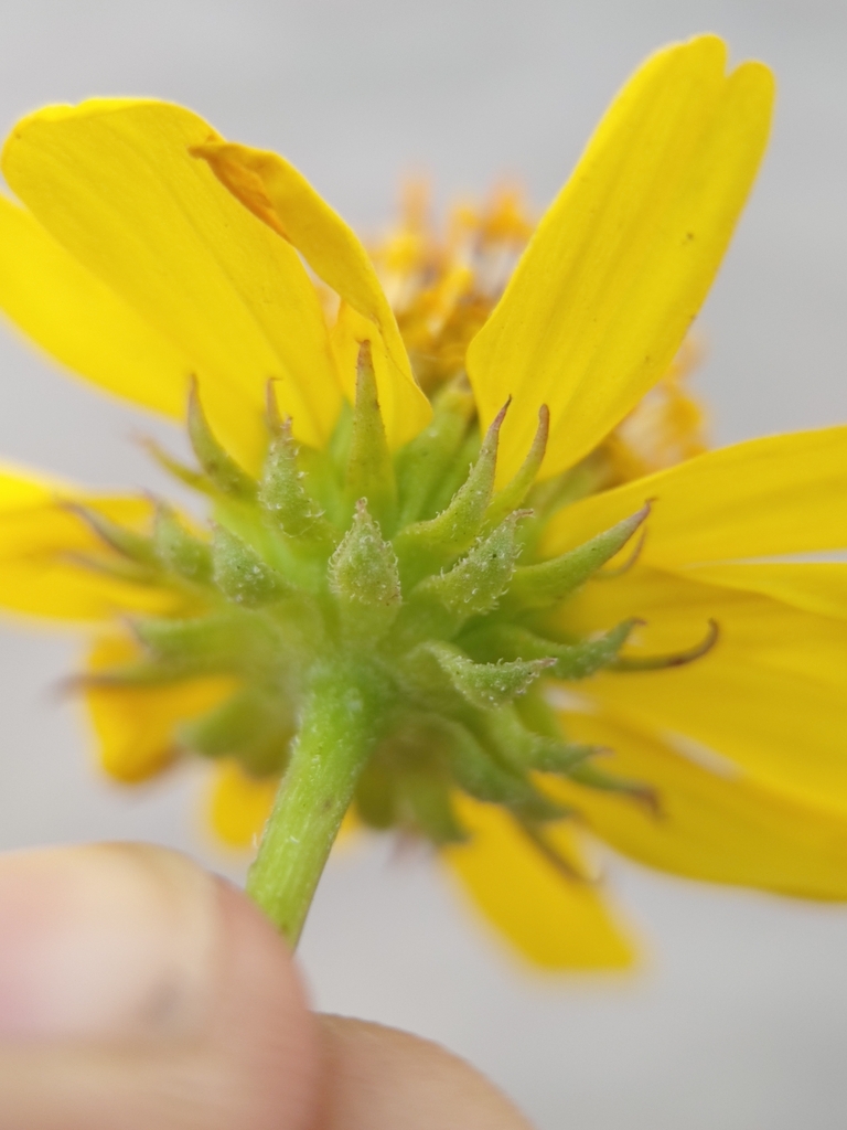 Encelia balandra