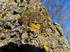 Xanthomendoza ulophyllodes