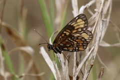 Chlosyne definita