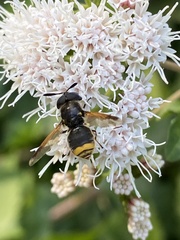 Hoplitimyia mutabilis