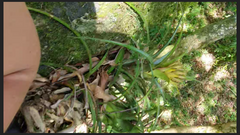 Aechmea recurvata