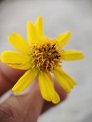 Encelia balandra