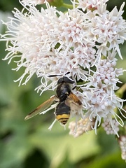 Hoplitimyia mutabilis