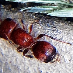 Pseudomethoca frigida