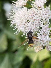 Hoplitimyia mutabilis
