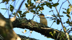 Pachyramphus aglaiae