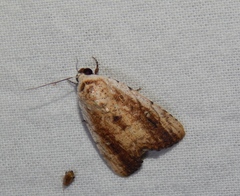 Tachosa brunnescens