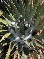 Agave utahensis kaibabensis