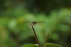 Dythemis sterilis
