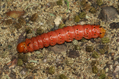Anisota oslari