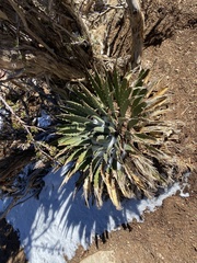 Agave utahensis kaibabensis