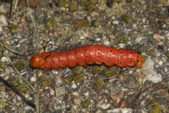 Anisota oslari