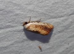 Tachosa brunnescens