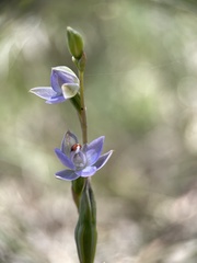 Thelymitra brevifolia
