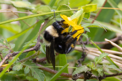 Bombus medius