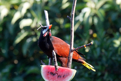 Psarocolius montezuma