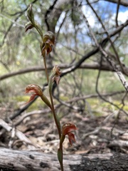 Pterostylis squamata