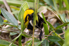 Bombus medius