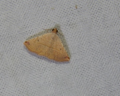 Eublemma gayneri