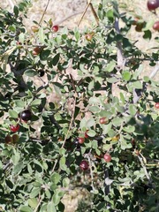 Condalia warnockii