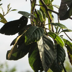 Alnus acuminata