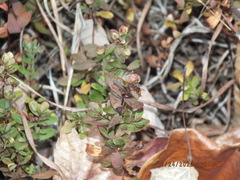 Hypericum hypericoides