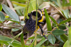Bombus medius