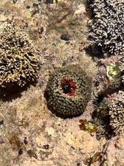 Bunodosoma californica