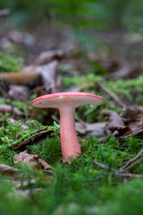 Russula rosacea