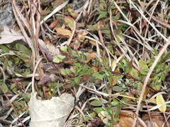 Hypericum hypericoides