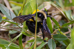 Bombus medius