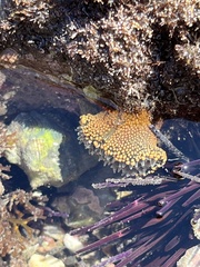 Bunodosoma californica
