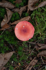 Russula rosacea