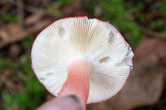 Russula rosacea