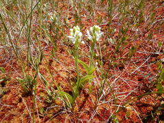 Platanthera blephariglottis
