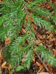 Sequoia sempervirens