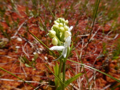 Platanthera blephariglottis