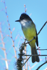 Myiarchus tuberculifer