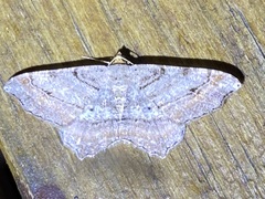 Macaria multilineata