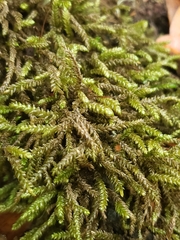 Scleropodium obtusifolium