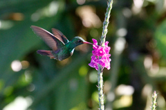 Amazilia tzacatl