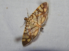 Pardomima callixantha