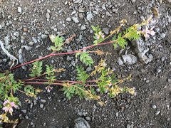Astragalus vexilliflexus