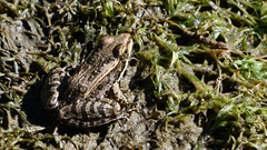 Lithobates berlandieri