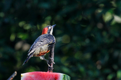 Melanerpes pucherani