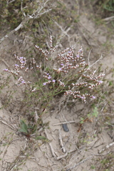 Limonium carolinianum