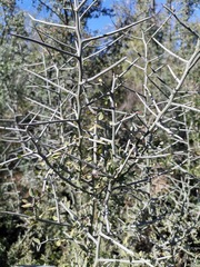 Sarcomphalus obtusifolius