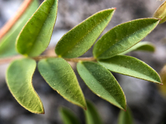 Astragalus vexilliflexus