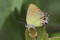 Callophrys xami